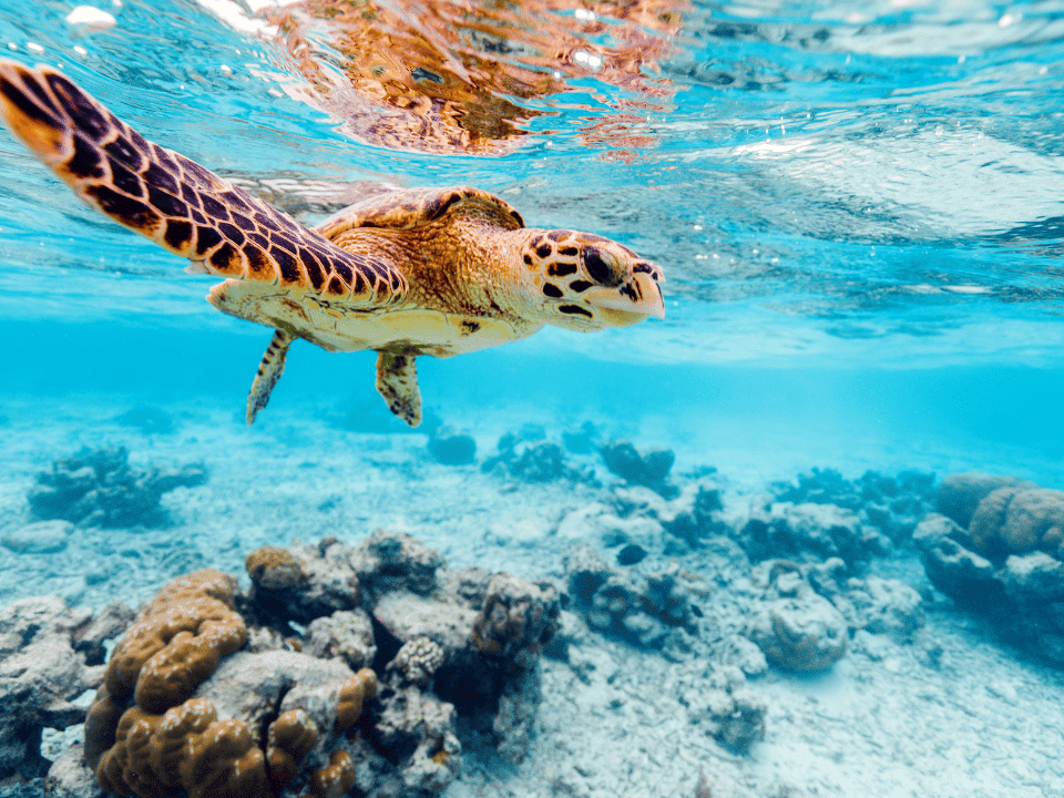 etre-un-voyageur-ecoresponsable-7