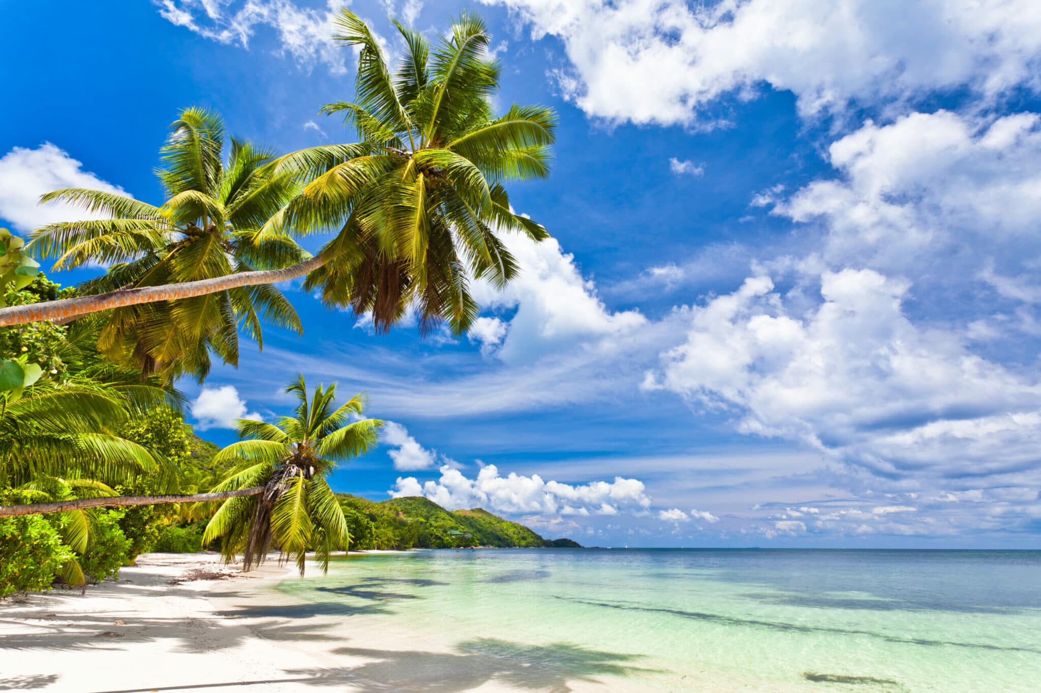 seychelles-plage-cocotier