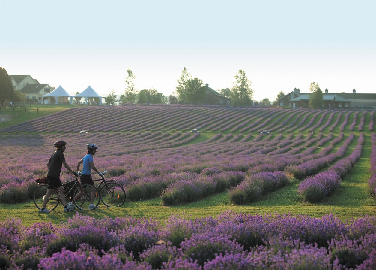 bleu-lavande-post-13-avril-jpg